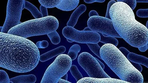 Совет: не пробиотики, не пребиотики, а постбиотики