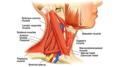 мышцы шеи