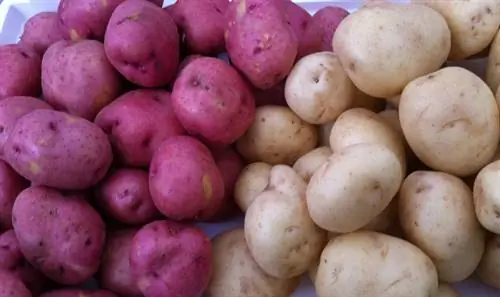 Хороший, плохой и жирный