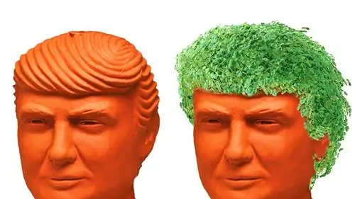 Чиа Хед