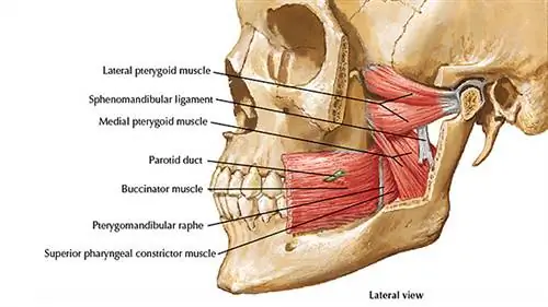 Челюстные мышцы