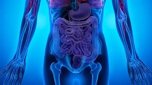 пищеварение