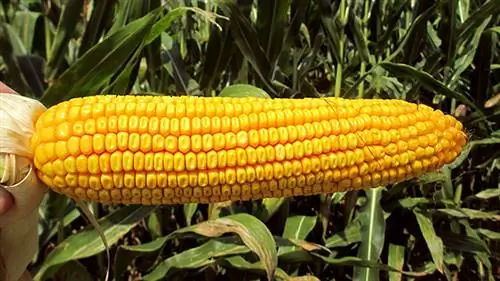 Кукуруза