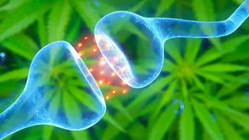 Эндоканнабиноидная система