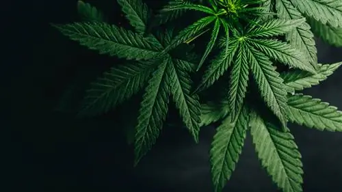 Путеводитель по марихуане для лифтеров