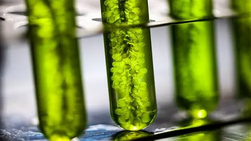 Бета-глюкан: следующая большая вещь