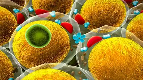 Совет: подавляйте образование жировых клеток с помощью этих ягод