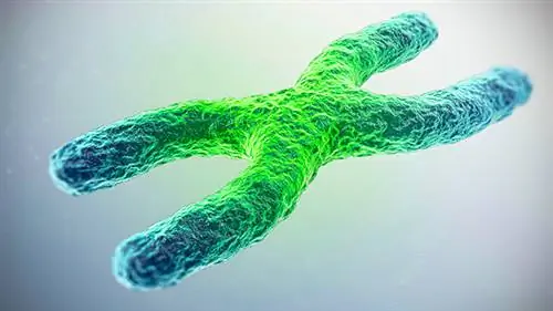 Вкусная закуска, которая восстанавливает ДНК