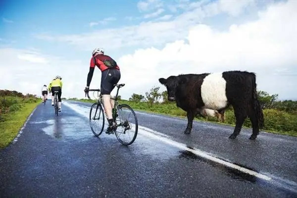 Cornwall Big Ride Cow - Хуан Трухильо Андрадес Cornwall Big Ride Cow - Хуан Трухильо Андрадес