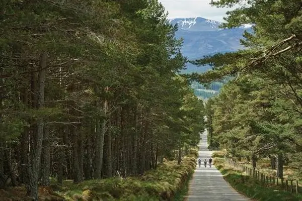 Кэрнгормс лес