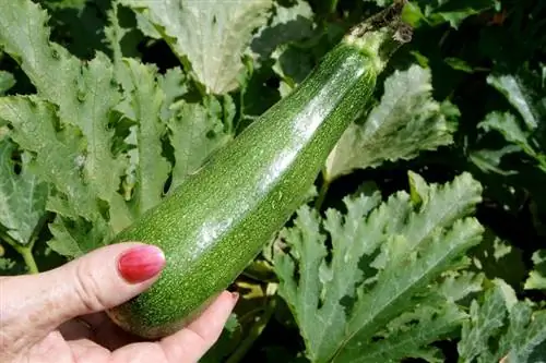 Риск отравления: проверьте собранные кабачки на горький вкус