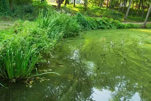 Сине-зеленые водоросли в озере Сине-зеленые водоросли в озере