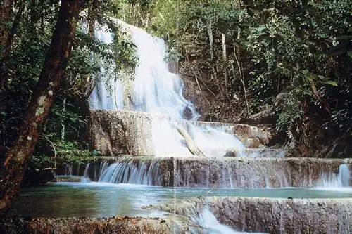 Лекарственное растение кудзу из Азии