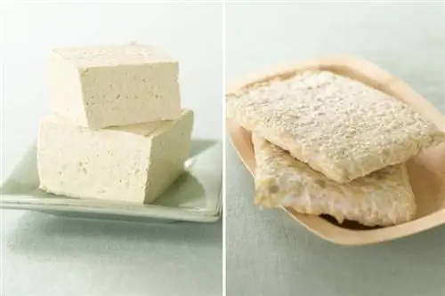 Питание Главный вопрос: тофу или темпе?