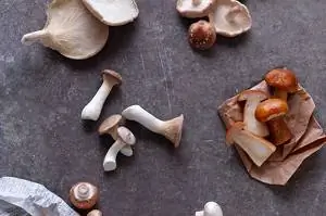 грибные блюда