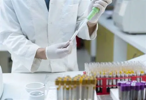 Образцы крови исследуются