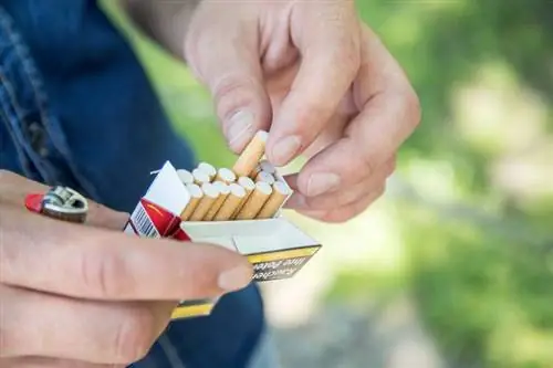 Новое исследование: вид на сельскую местность может уберечь людей от курения