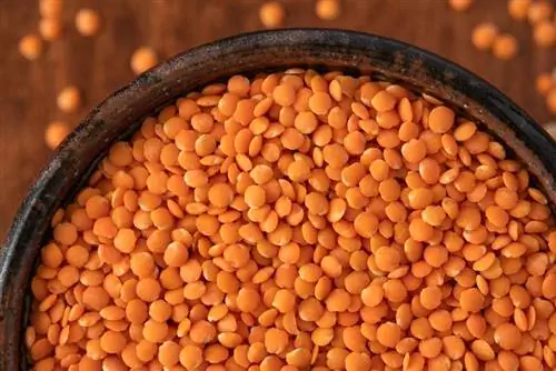 Тест на чашу суперпродуктов из красной чечевицы Тест на чашу суперпродуктов из красной чечевицы
