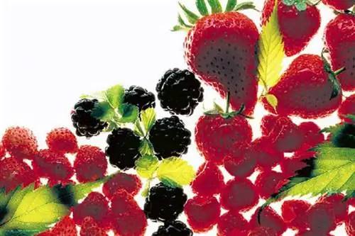 Wellness-Fruit Маленькие фрукты с силой ягод