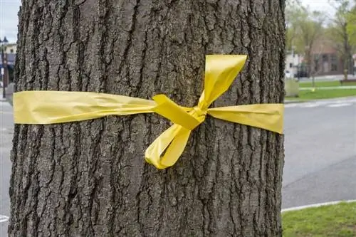 Желтая лента, обвязанная вокруг ствола дерева