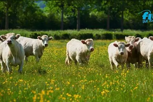 Мясные стейки, полезные для здоровья и совести