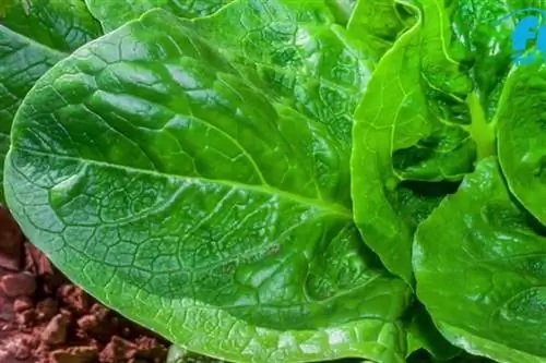 Хлорофилл Green Food: зеленое чудо