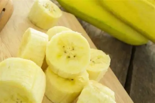 Банановый остров Похудение с помощью бананов – возможно ли это?