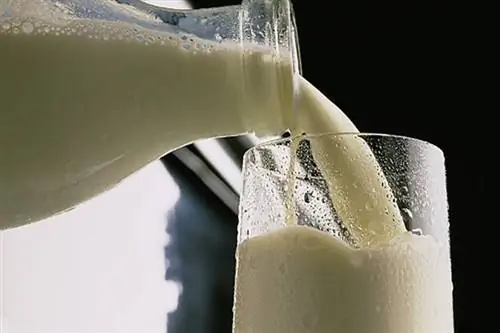 Молоко Не так уж и полезно?