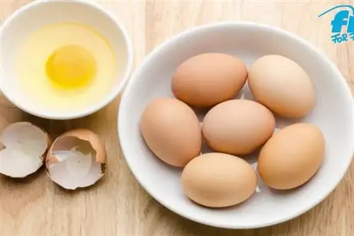 Веган Когда веганы едят яйца