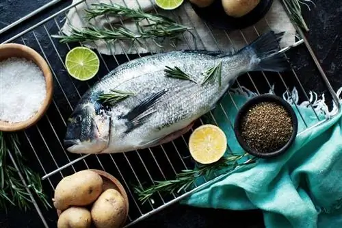 скумбрия скумбрия