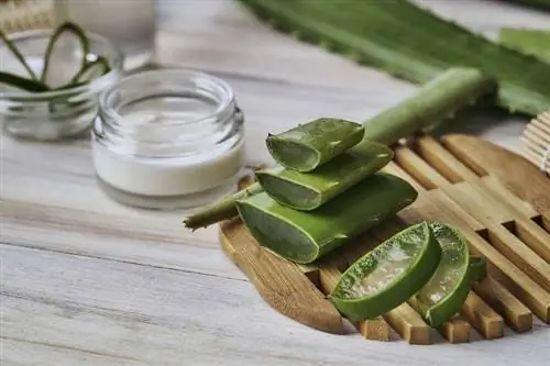 Алоэ Вера обладает многими полезными свойствами для кожи и здоровья.