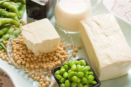 соевые продукты соевые продукты