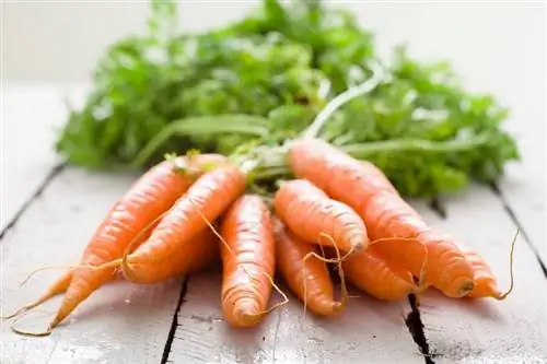 Не выбрасывайте зелень моркови: так легко придумать вкусный соус песто