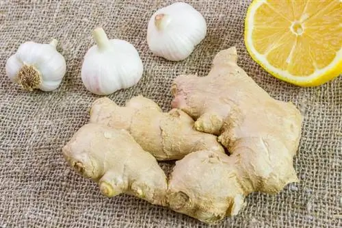 Вкусно и полезно: песто укрепляет вашу иммунную систему