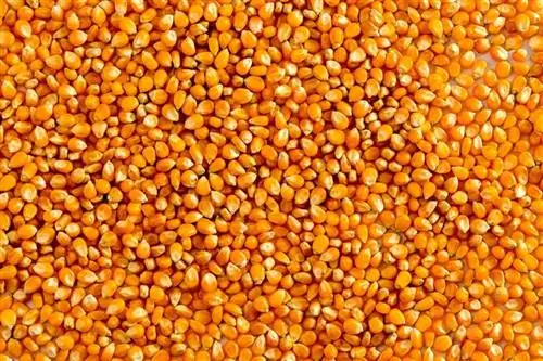 В кукурузе обнаружены осколки стекла: крупный отзыв консервов в магазине Penny