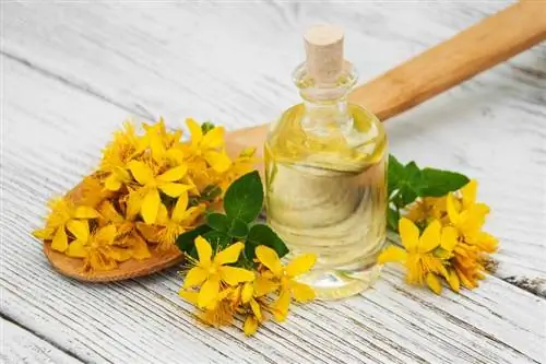 Зверобой: Вот как лекарственное растение помогает при плохом настроении