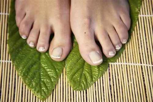 Toes Yoga Toega для здоровых ног
