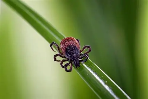 Сумасшедшие последствия: укусы клещей могут вызвать аллергию на мясо