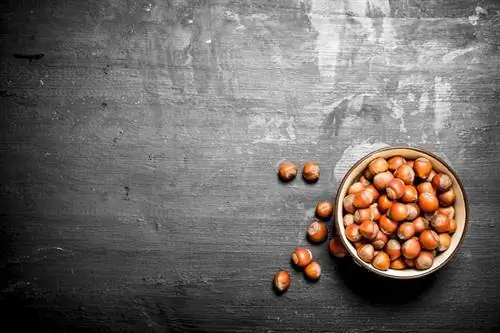 Лесной орех: подходящие рецепты с косметическим средством для кожи