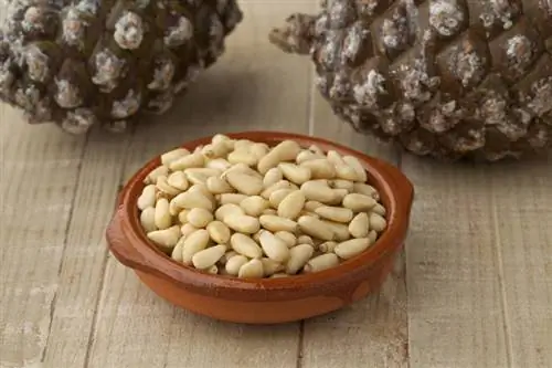 Кедровые орехи Маленькие драгоценные орехи