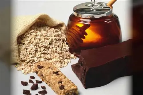 Запасаемся хомячками для начинающих