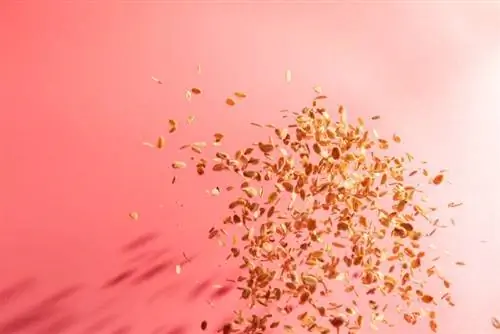 овсяная каша