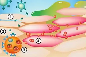 Иллюстрация возникновения аллергии