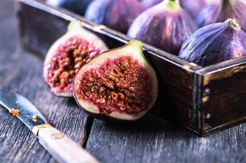 Внимание, вегетарианцы! Вы едите осу с каждым инжиром?