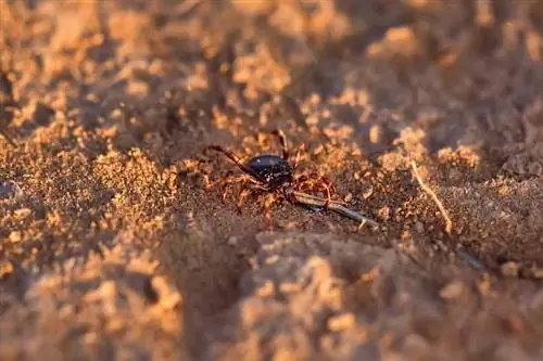 Гигантский клещ в Германии: стоит ли бояться сыпного тифа?