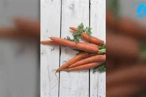 Жирорастворимые витамины бета-каротин и витамин А – для лучшего обзора