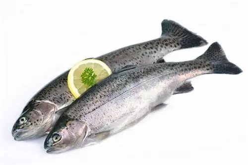 Fish Green light для форели, сельди и др