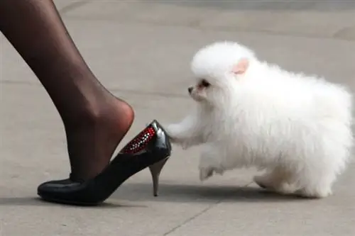 Внимание опасность микробов Вот почему обувь должна оставаться на улице