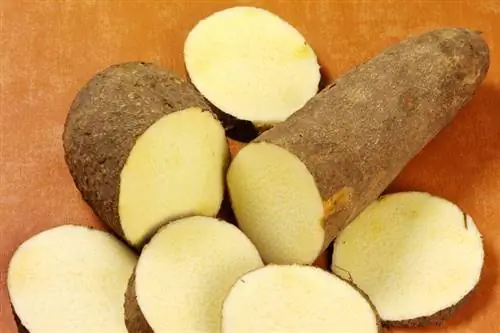 Отличная альтернатива картофелю из клубней