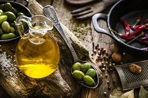 Оливковое масло под угрозой: крупные оливковые деревья гибнут из-за бактериальной атаки